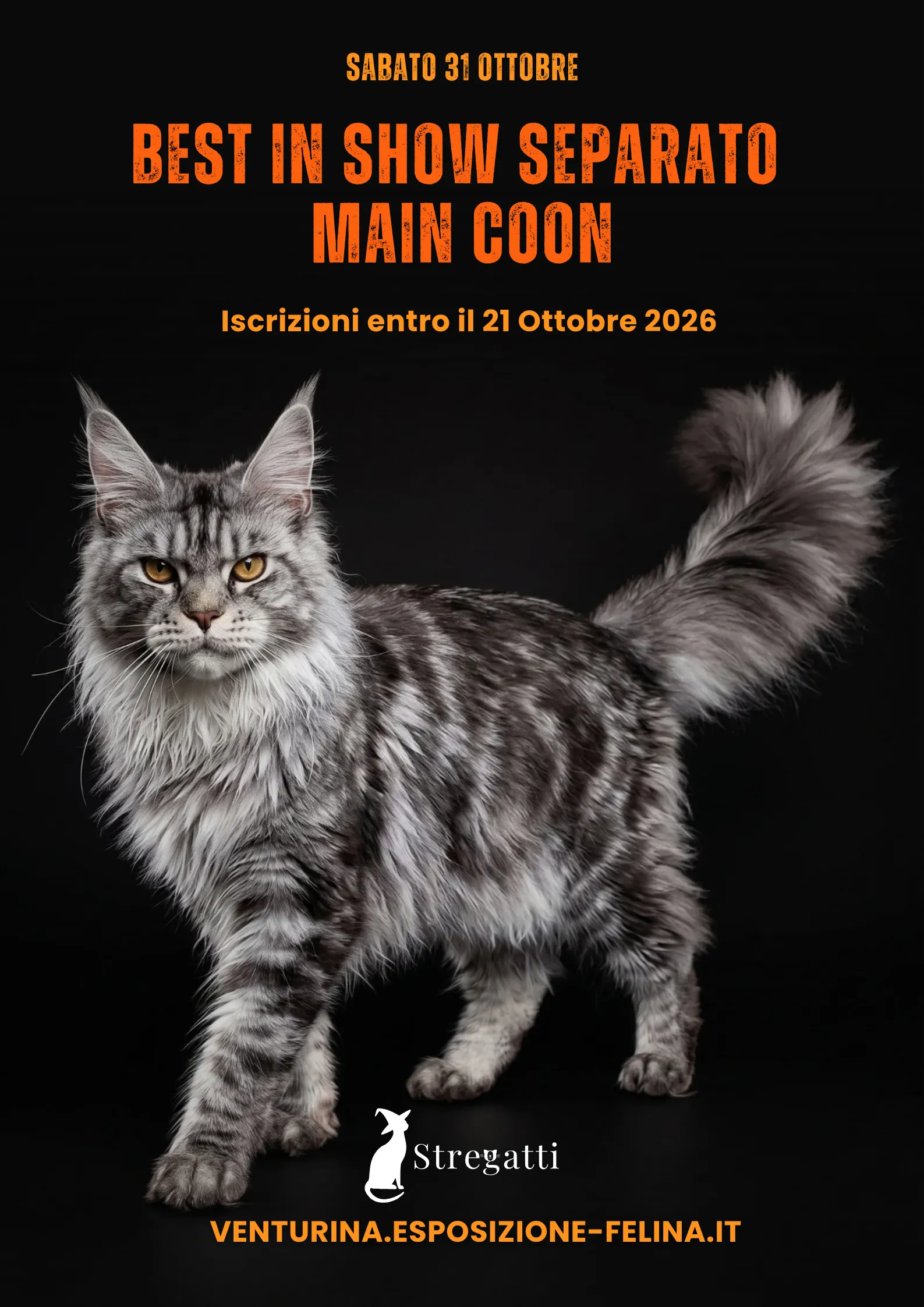 Best in Show separato Maine Coon — sabato 31 ottobre
