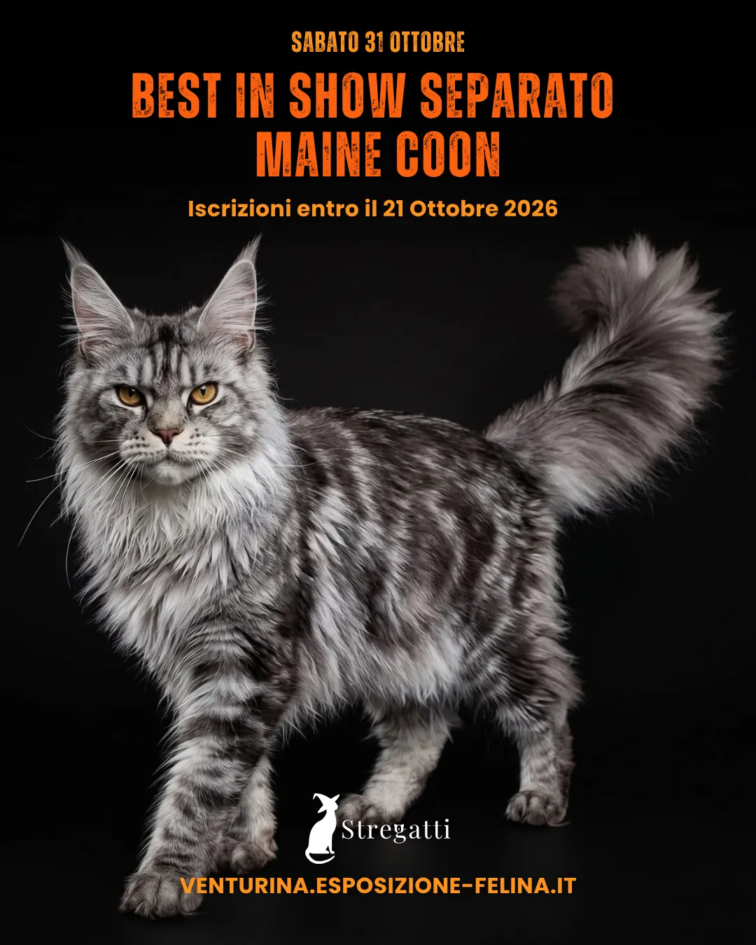 Best in Show separato Maine Coon — sabato 31 ottobre