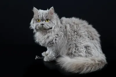 Image for Aspera Basia Lex Luthor 5