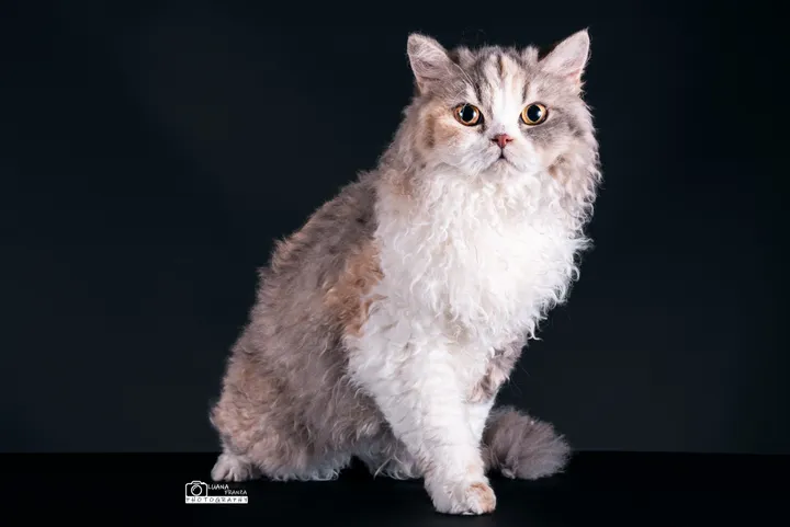 Image 1 for Aspera Basia Esmeralda