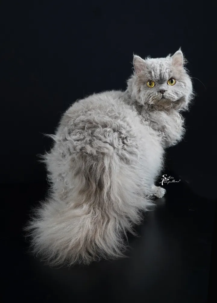 Il Selkirk Rex: Il Raro Gatto dal pelo riccio – Guida Completa di Aspera Basia