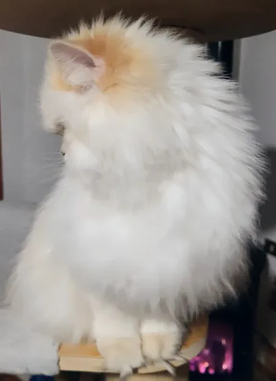 Image for Alistel's Eden Kleo  2