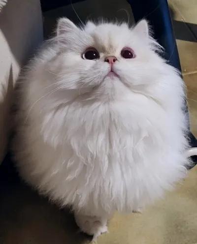 Image for Alistel's Eden Kleo  4