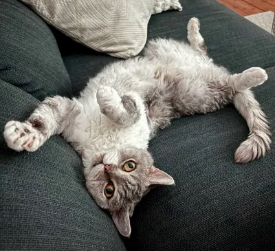 Image for Aspera Basia Daenerys 6