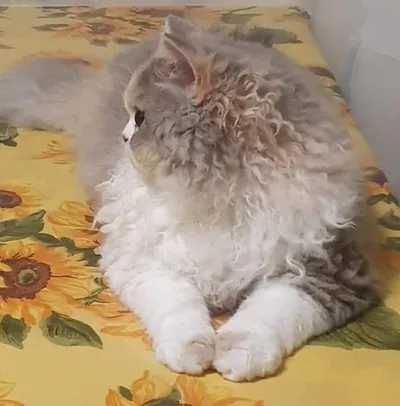 Image for Aspera Basia Esmeralda 4