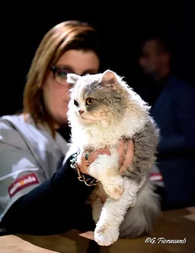 Image for Aspera Basia Esmeralda 5