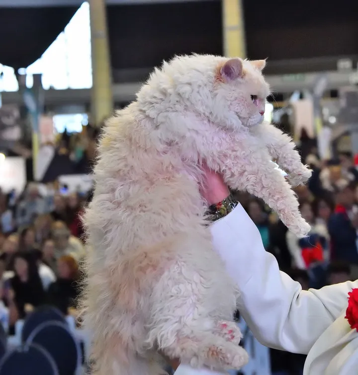 Image 1 for Aspera Basia Felicia