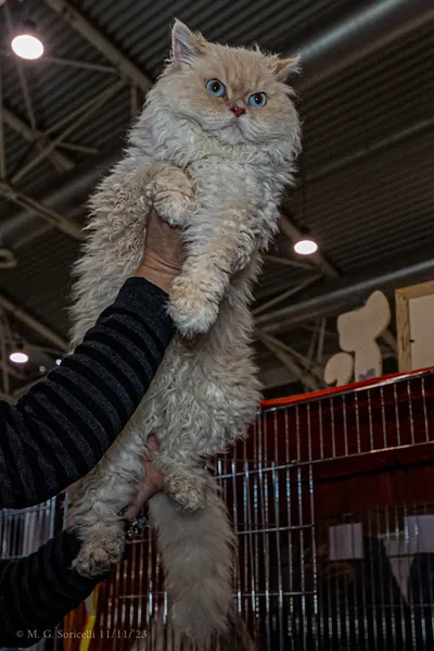 Image for Aspera Basia Felicia 2