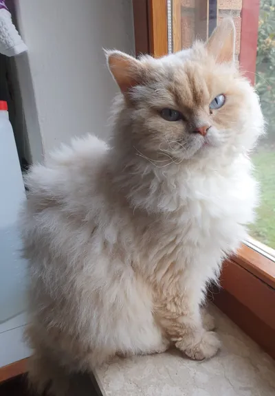 Image for Aspera Basia Felicia 4