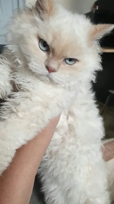 Image for Aspera Basia Felicia 5