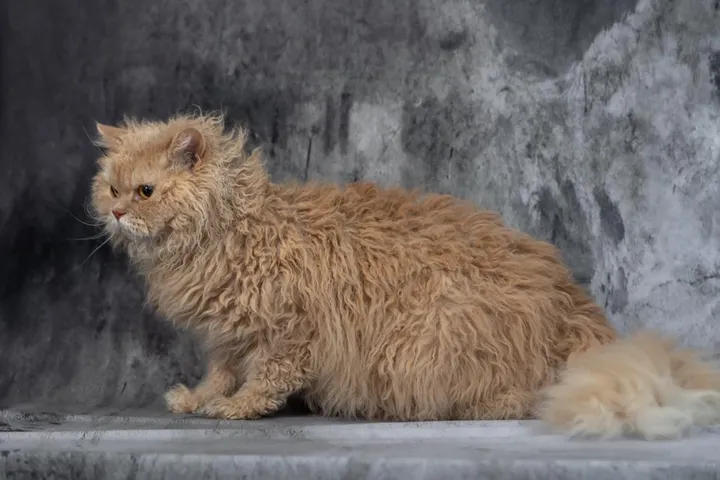 Image 1 for Aspera Basia Fiona