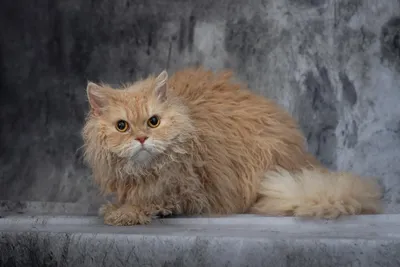 Image for Aspera Basia Fiona 3