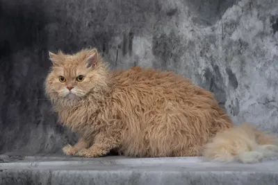 Image for Aspera Basia Fiona 4