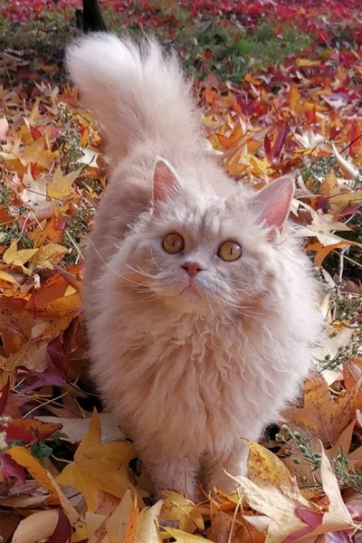 Image for Aspera Basia Fiona 5