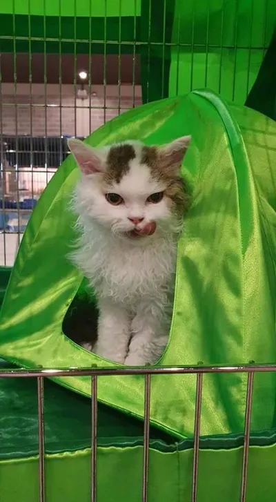 Image for Aspera Basia Giotto 2