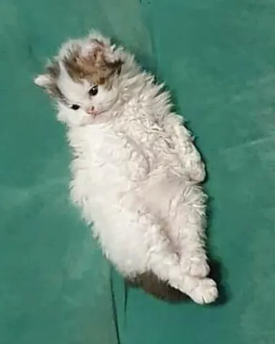 Image for Aspera Basia Giotto 4