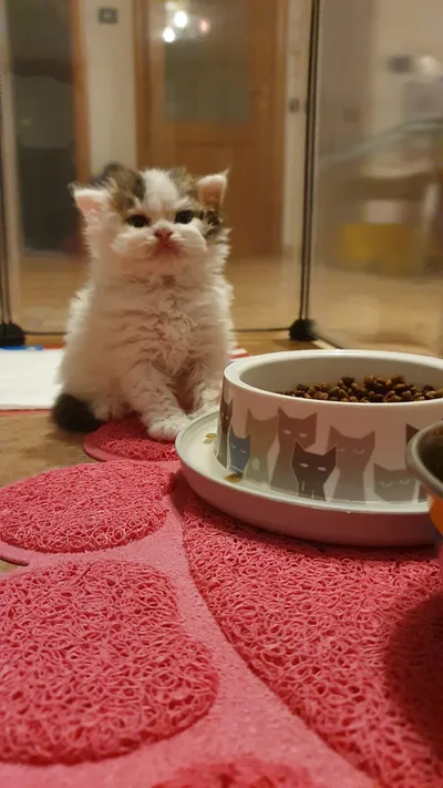 Image for Aspera Basia Giotto 5