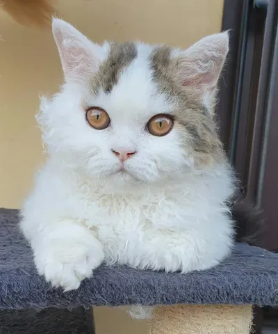 Image for Aspera Basia Giotto 7