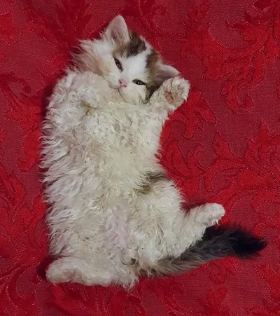 Image for Aspera Basia Giotto 9