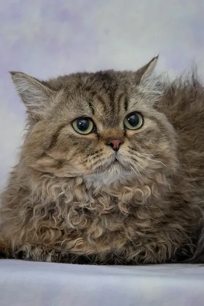 Image for Aspera Basia Idol 3