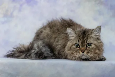 Image for Aspera Basia Idol 4