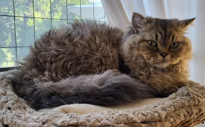 Image for Aspera Basia Idol 5