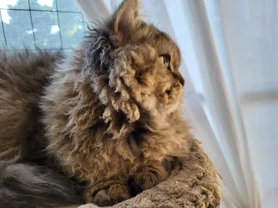 Image for Aspera Basia Idol 6