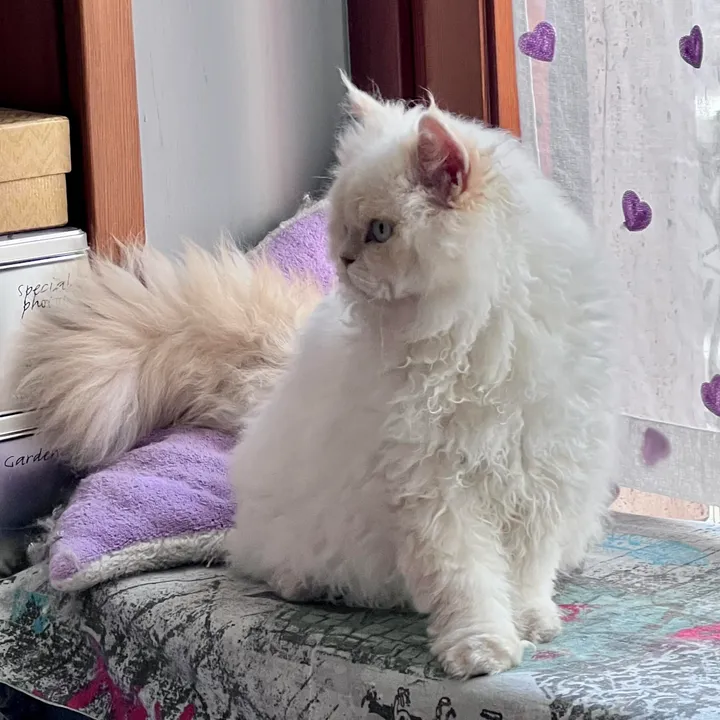 Image 1 for Aspera Basia Lafayette