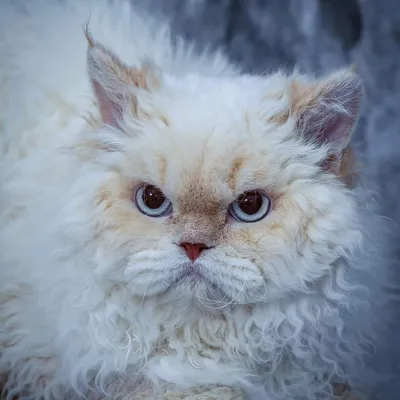 Image for Aspera Basia Lafayette 3