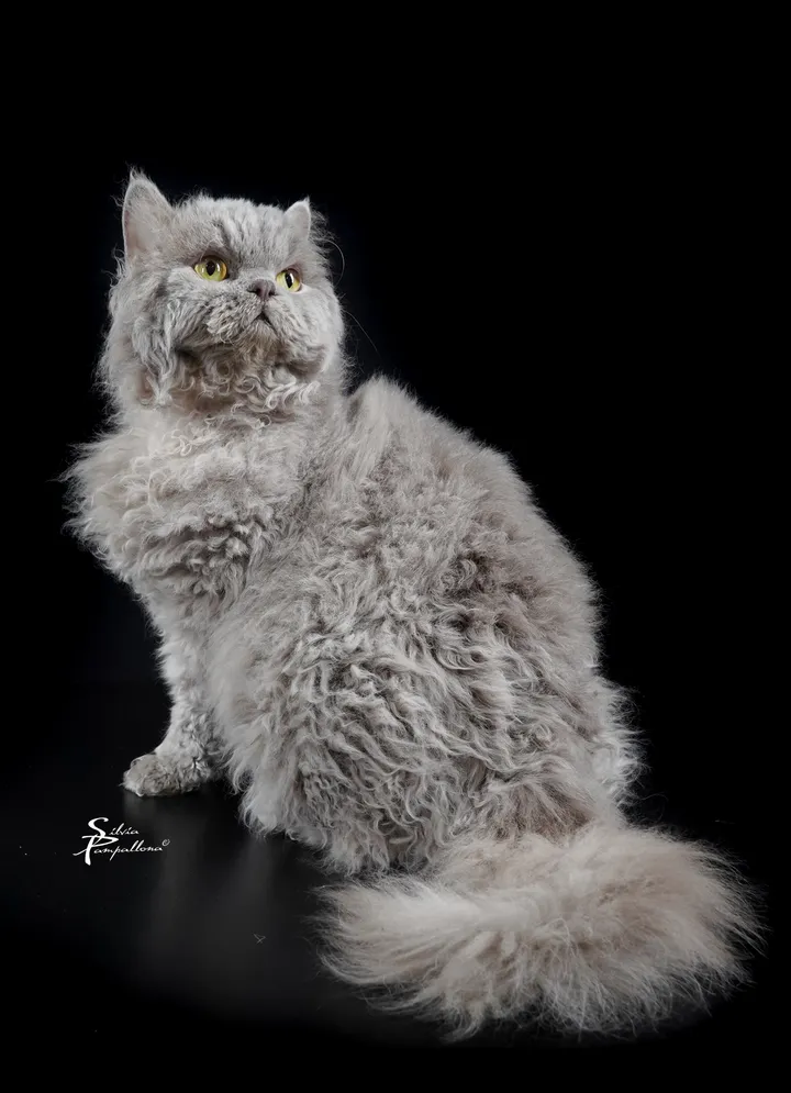 Image 1 for Aspera Basia Lex Luthor