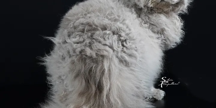 Il Selkirk Rex: Il Raro Gatto dal pelo riccio – Guida Completa di Aspera Basia