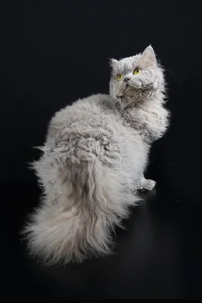 Image for Aspera Basia Lex Luthor 4