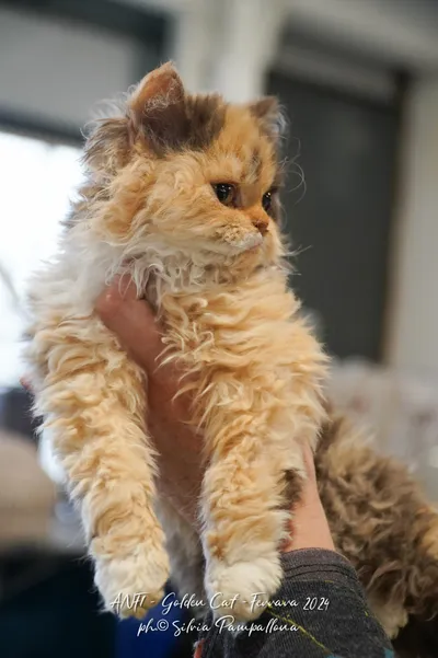 Image for Aspera Basia Mafalda 2