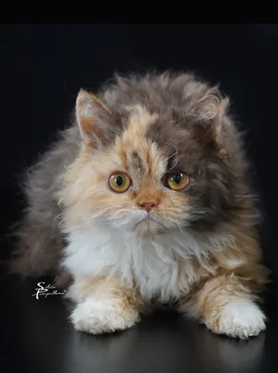 Image for Aspera Basia Mafalda 3