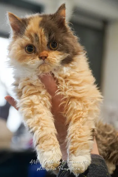 Image for Aspera Basia Mafalda 4