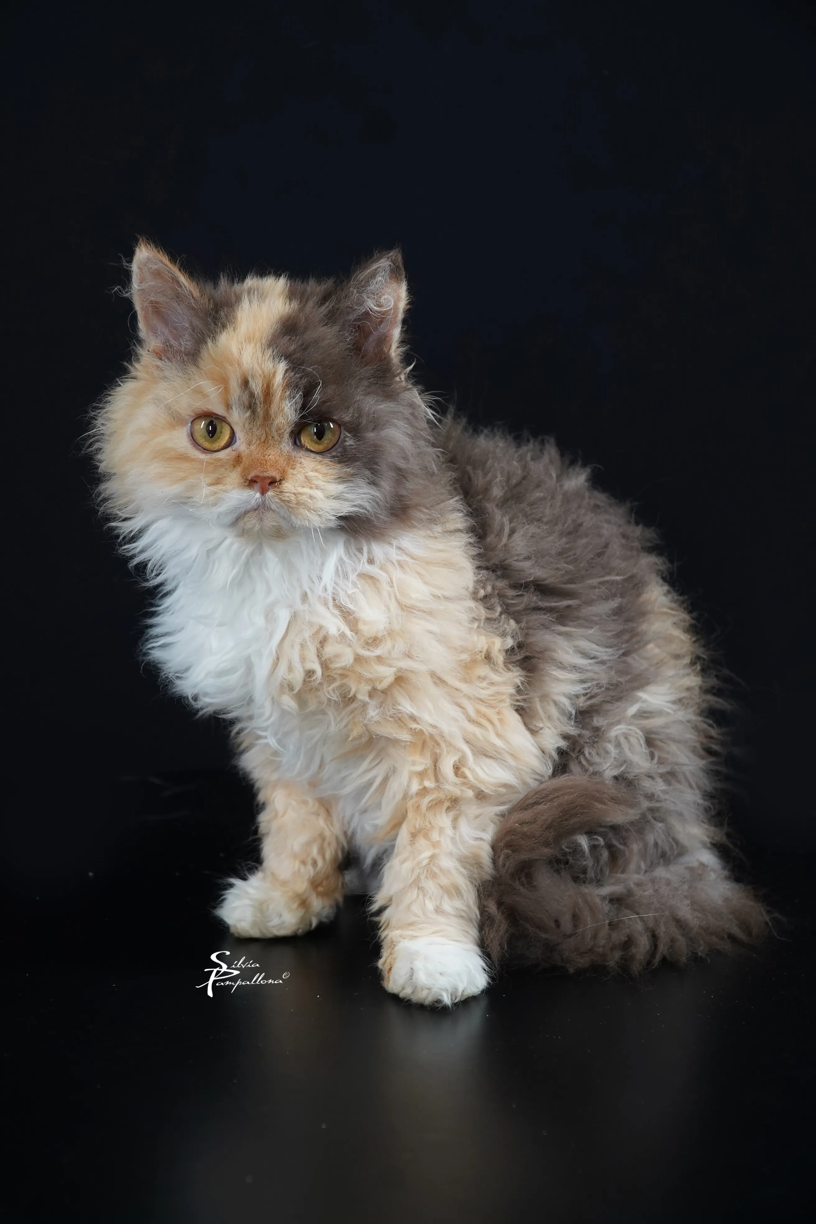 Alt Text: Un cucciolo di gatto Selkirk Rex a pelo riccio