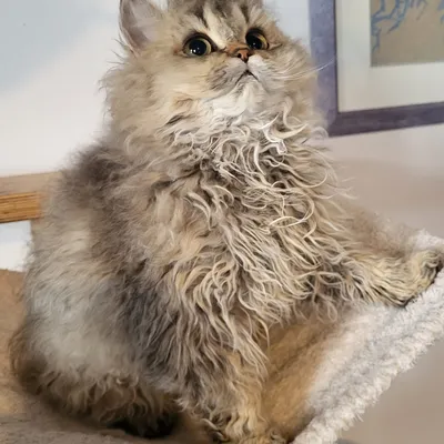 Image for Aspera Basia Mariposa 2