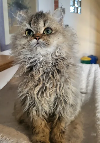 Image for Aspera Basia Mariposa 3