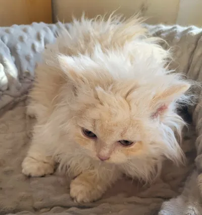 Image for Aspera Basia Nerolys 3