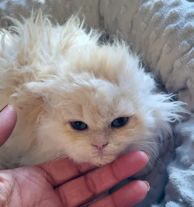 Image for Aspera Basia Nerolys 5