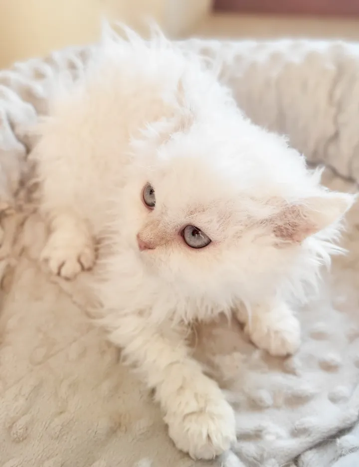 Aspera Basia Nivalia