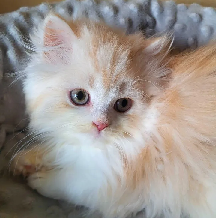 Image 1 for Aspera Basia Nydor