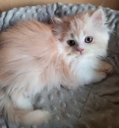 Image for Aspera Basia Nydor 3