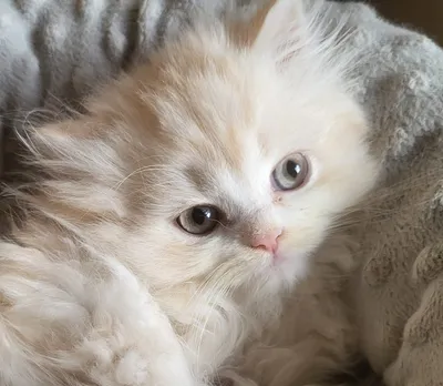 Image for Aspera Basia Nydor 6