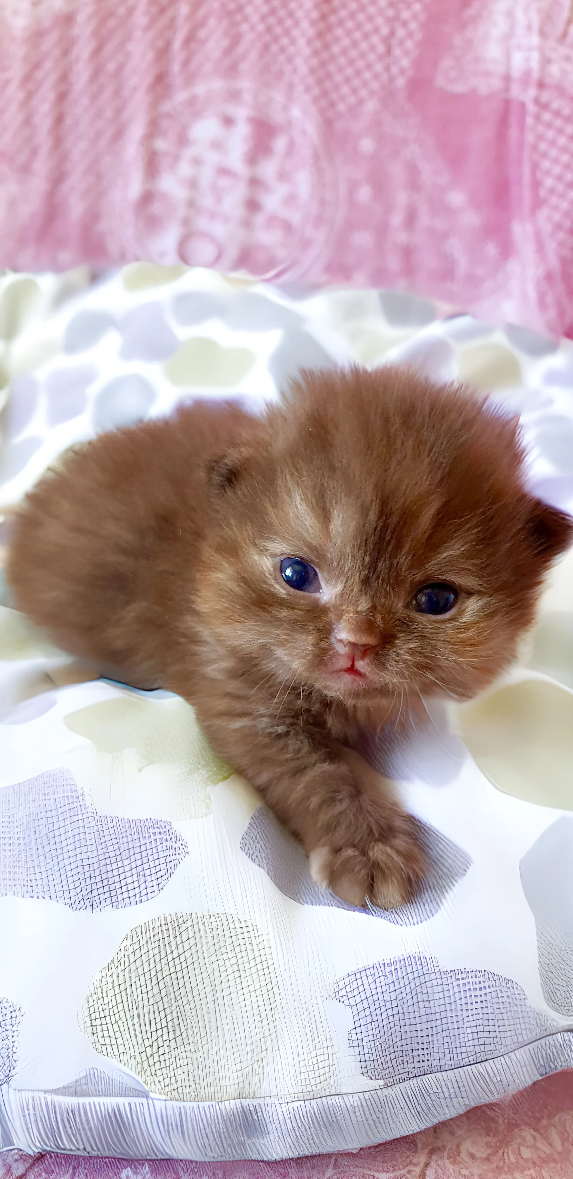 Selkirk Rex Cat