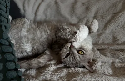 Image for Aspera Basia Daenerys 7