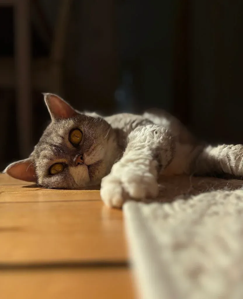 Alt Text: Un magnifico gatto Selkirk Rex a pelo corto con riccioli morbidi e occhi arancio