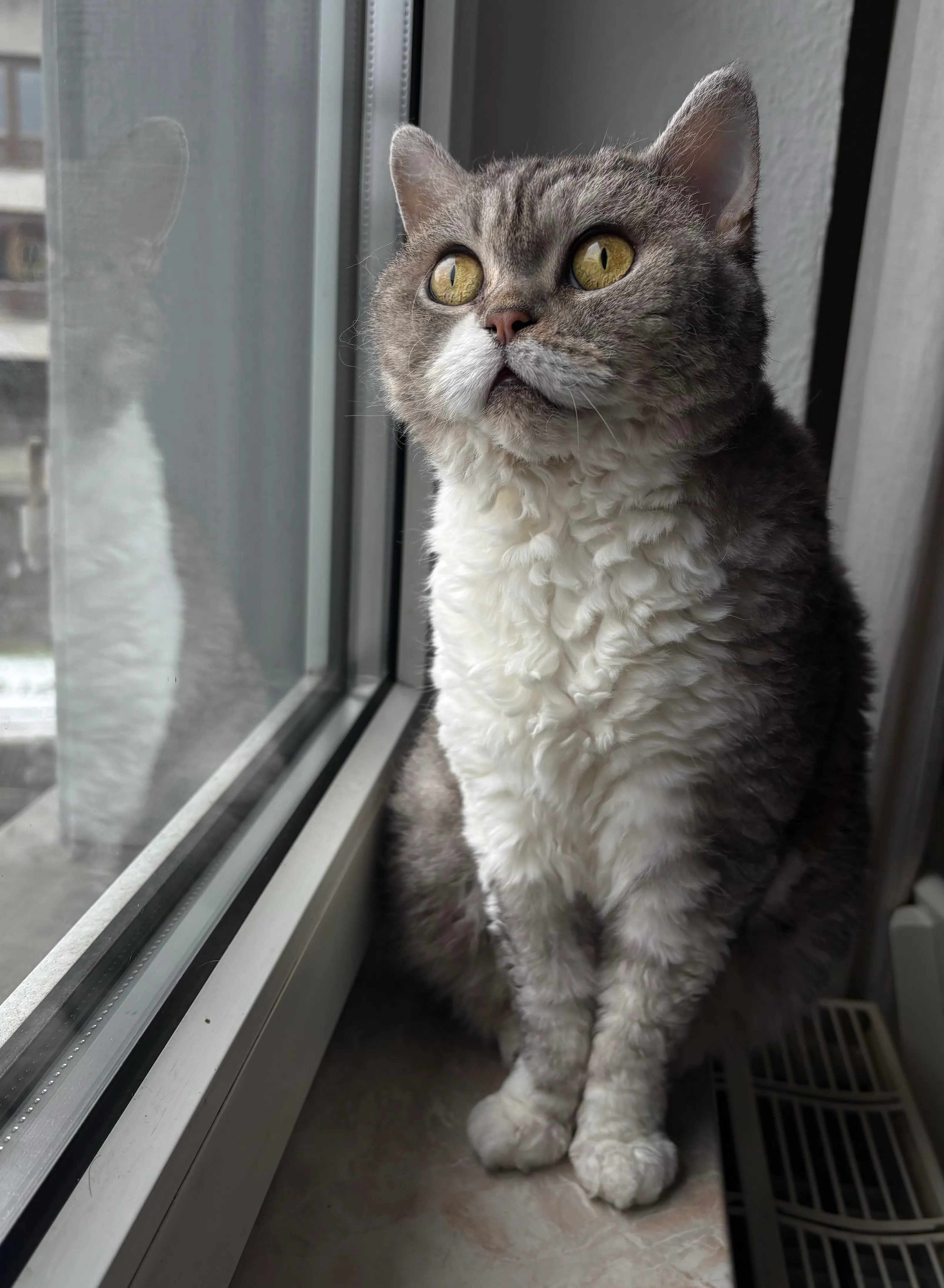 Aspera Basia Daenerys, prima Selkirk Rex Shorthair nominata in una Esposizione Felina in Italia, con pelo corto e riccio che guarda con sguardo intenso fuori dalla finestra.