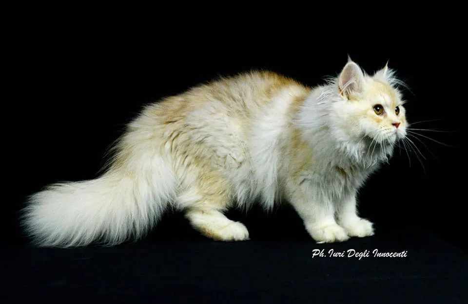 Alt Text: Un bellissimo Selkirk Straight maschio adulto che mostra il suo mantello liscio e lucente.