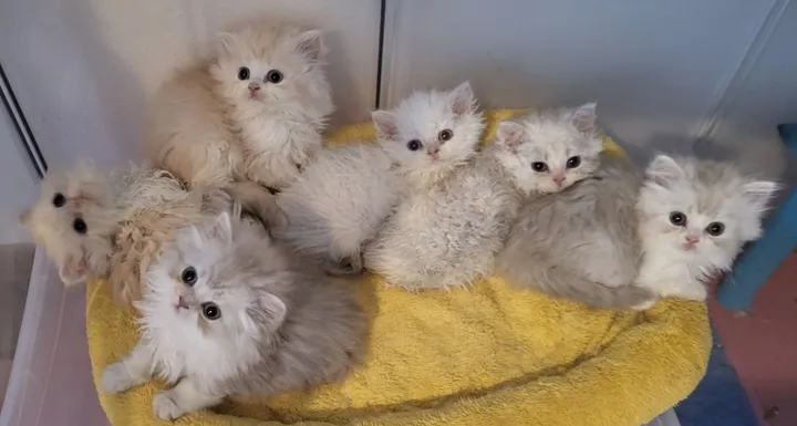 Image 1 for Excalibur